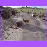 Belle Looking at Petrified Wood.jpg